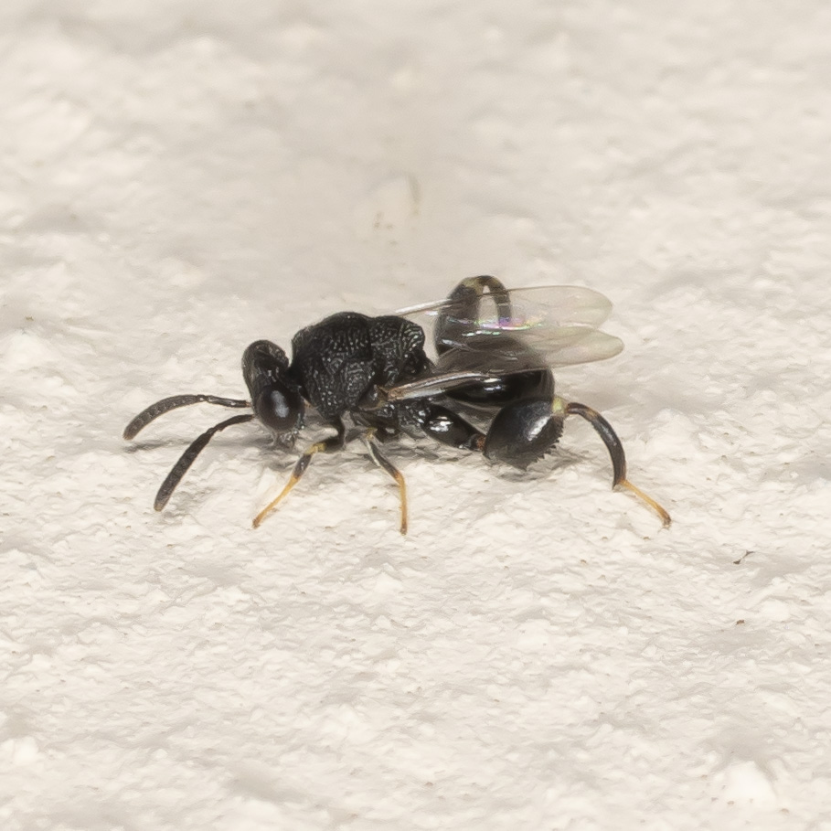 Chalcididae: Brachymeria?